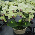 Phalaenopsis Fortune Salt Zman